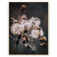 Plakat - Dmuchawce na ciemnym tle