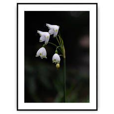 Plakat - Białe dzwoneczki