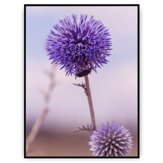 Plakat - Fioletowe kulki