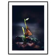 Plakat - Nocne przebudzenie