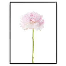 Plakat - Samotny kwiat