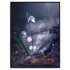 Plakat - Przebiśnieg