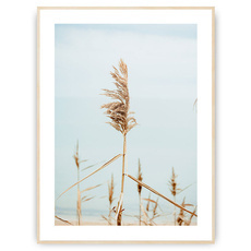 Plakat - Morskie rośliny