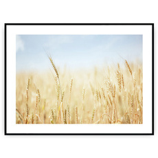 Plakat - Złote zboże
