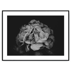 Plakat - Kwiat w czerni