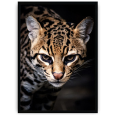 Plakat - Drapieżny kocur