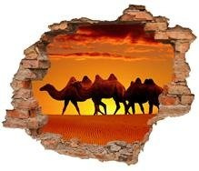 Naklejka na ścianę Dziura 3D Wielbłądy na pustyni 0431