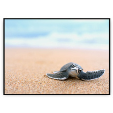 Plakat - Uroczy żółw