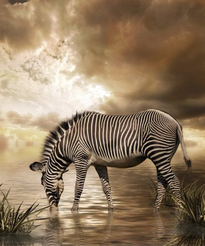 Fototapeta - Zebra stepowa - 1146