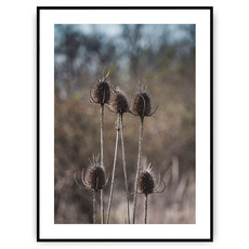 Plakat - Roślinność na wydmach