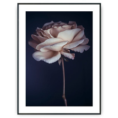 Plakat - Grube płatki