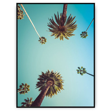 Plakat - Niebo nad palmami