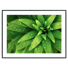 Plakat - Mokre liście