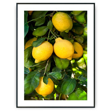 Plakat - Wiszące cytryny