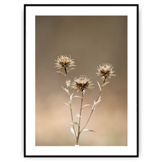 Plakat - Potrójne piękno