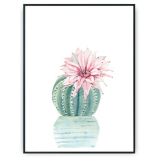 Plakat - Piękny kaktus