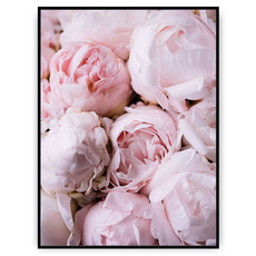 Plakat - Rozkwitające piękno