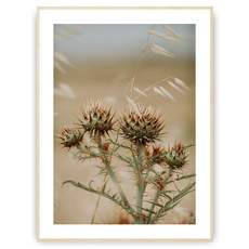 Plakat - Kłujące piękno