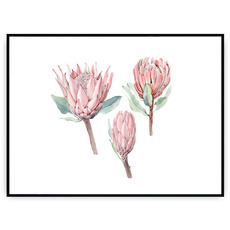 Plakat - Rozkwitanie