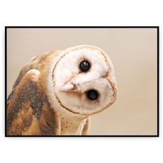 Plakat - Oko w oko z sową