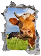 Naklejka na ścianę Dziura 3D - Oko w oko z bykiem 0435