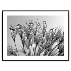 Plakat - Rosa na dmuchawcach