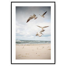 Plakat - Morskie ptactwo