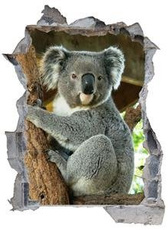 Naklejka na ścianę Dziura 3D - Koala 0447
