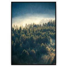 Plakat - Górski las