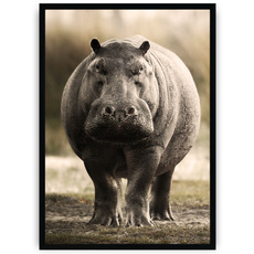 Plakat - Hipopotam