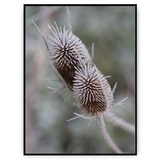 Plakat - Oszroniona natura