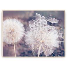 Plakat - Dwa dmuchawce