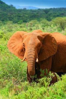 Fototapeta - Afrykański słoń - 1062