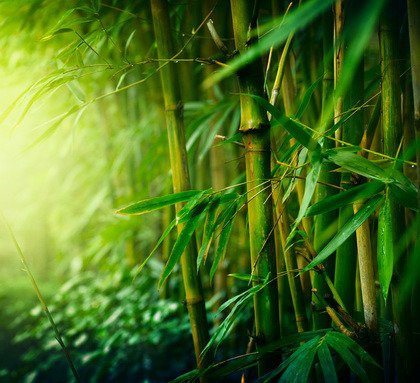 Fototapeta - Bamboo forest - 0661