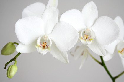 Fototapeta - Biała orchidea - 0441