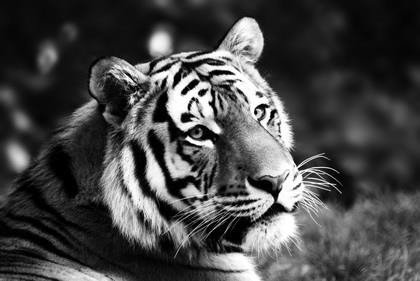 Fototapeta - Biało-czarny tygrys - 1067