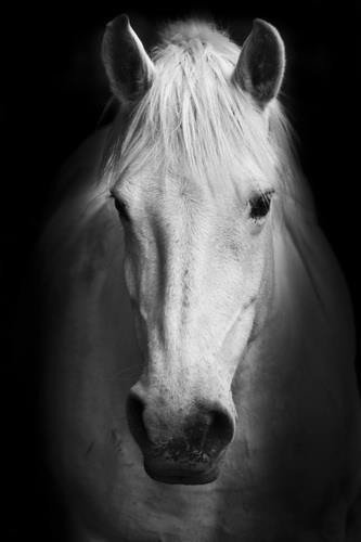 Fototapeta - Biały koń - 1068