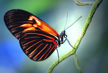 Fototapeta - Black orange butterfly - 1073
