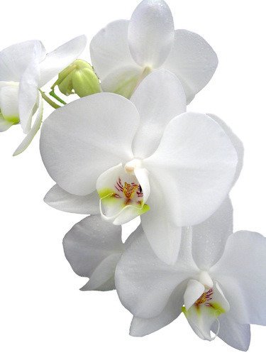 Fototapeta - Efektowana orchidea - 0482