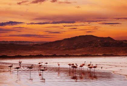 Fototapeta - Flamingi w zatoce - 0711
