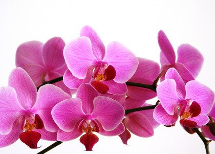 Fototapeta - Gałązka orchidei - 0491