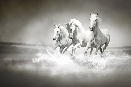 Fototapeta - Herd of horses - 1090
