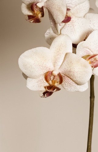 Fototapeta - Kremowa orchidea - 0498