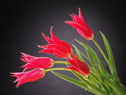 Fototapeta - Magia tulipanów - 0517