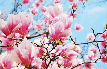 Fototapeta - Magnolia tree blossom - 0519
