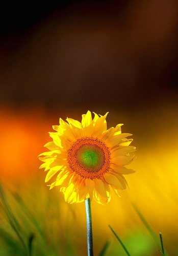 Fototapeta - Słoneczny kwiat - 0566