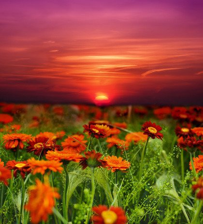 Fototapeta - Zachód słońca nad kwiatami - 0940