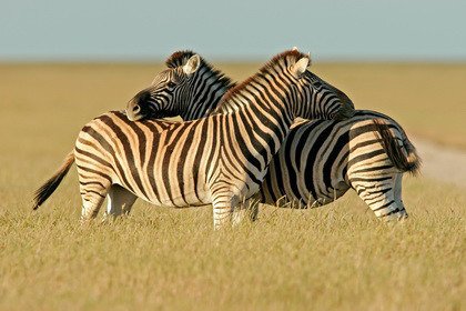 Fototapeta - Zebry na Safari - 1148
