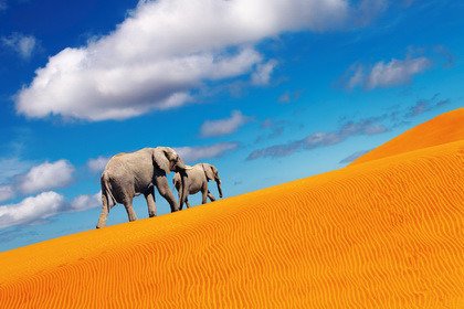 Fototapeta - słonie na pustyni - 1128