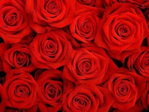 Naklejka na szafę - Czerwone róże 0096